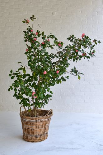 008 Camelia plant in Baskets